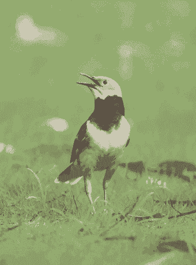 黑领椋鸟怎么养殖