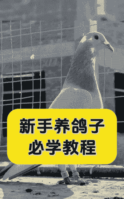 养殖鸽子怎么选择最好