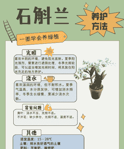 养殖的石斛怎么用