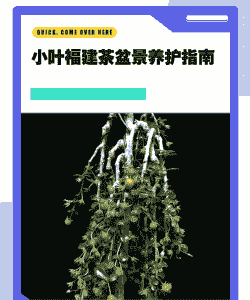 茶树盆景怎么养殖