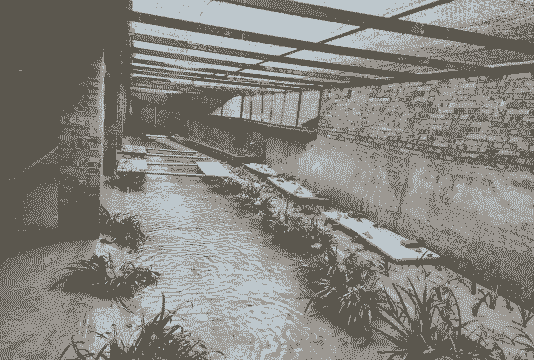 石蛙怎么养殖技术