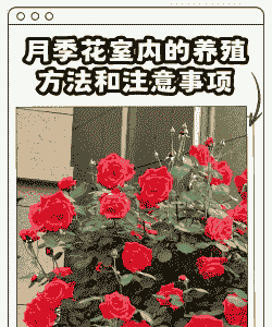 月季盆栽秋天怎么养殖