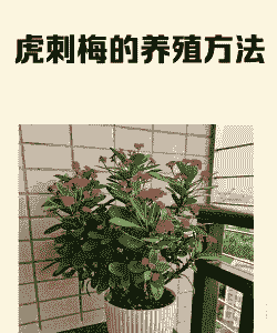 南方冬天怎么养殖花卉