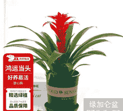 加仑盆凤梨怎么养殖