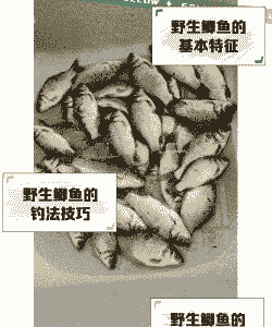野生大鲫鱼怎么养殖