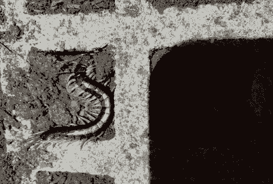 宜都蜈蚣怎么养殖方法