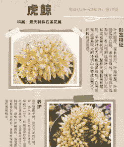 多肉虎鲸怎么养殖