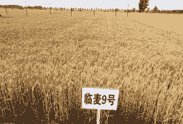 临麦9号小麦审定公告 临麦9号小麦审定公告