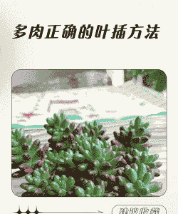 绿刺怎么养殖技术