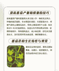 西红柿的花怎么养殖