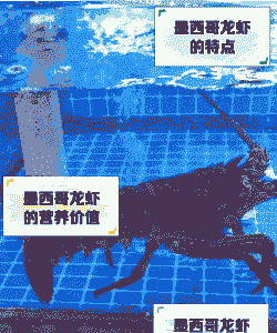 墨西哥龙虾怎么养殖的