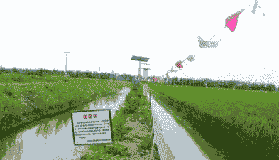 稻田养殖龙虾怎么选