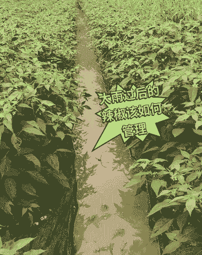 辣椒下雨后怎么养殖