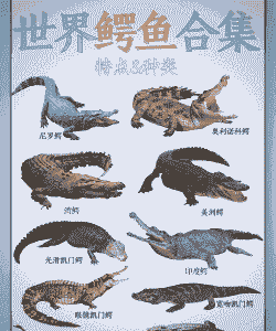 中国的鳄鱼怎么养殖