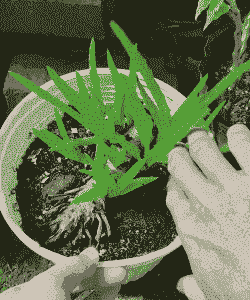 芦荟叶子发芽怎么养殖