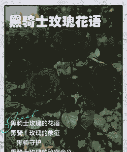 黑骑士是什么花
