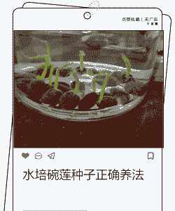 链子发芽后怎么养殖