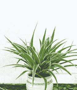 什么是吊兰植物