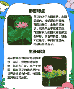 为什么荷花不能采