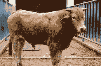 南阳黄牛怎么养殖好