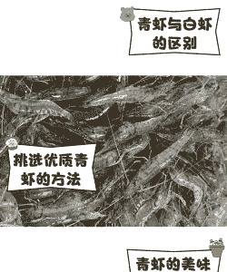 青虾怎么养殖技术