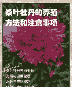 桑叶牡丹水培怎么养殖