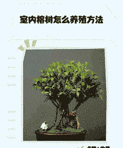 室内榕树怎么养殖方法