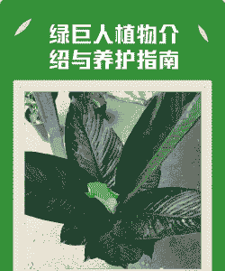 绿巨人盆栽怎么养殖