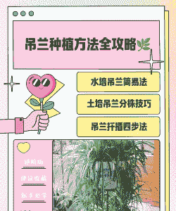 绿萝吊兰怎么养殖