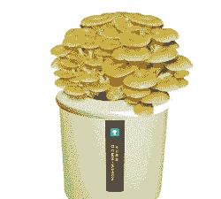 袋装黄蘑怎么养殖