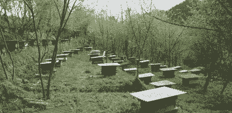 蜜蜂养殖基地怎么收费