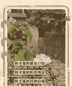 转子莲怎么养殖方法