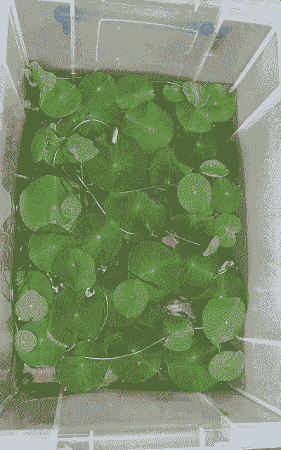 天之莲怎么养殖