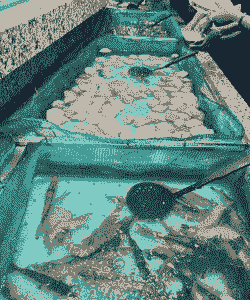 夏天饭店怎么养殖海鲜