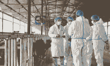 疫情期间肉牛怎么养殖