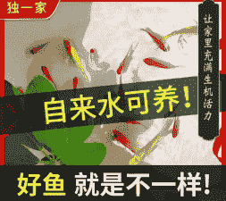 红草鱼怎么养殖技术