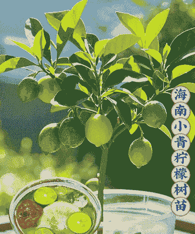青柠檬怎么养殖的