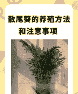 散尾葵盆栽怎么养殖技术