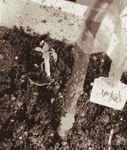 树莓移栽后怎么养殖