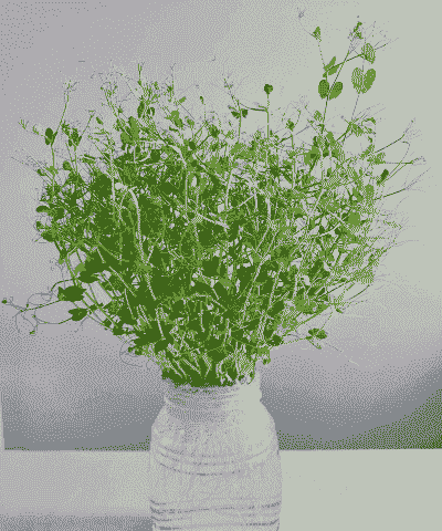 豌豆花水培怎么养殖