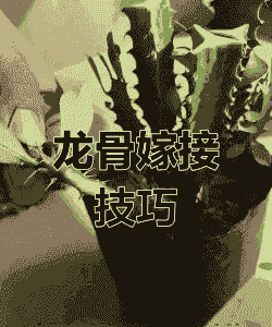 龙骨嫁接后怎么养殖