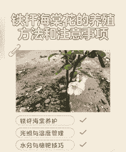 铁杆海棠夏天怎么养殖