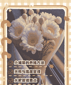 小菊花怎么养殖方法