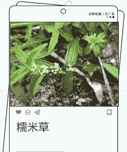 糯米草的怎么养殖