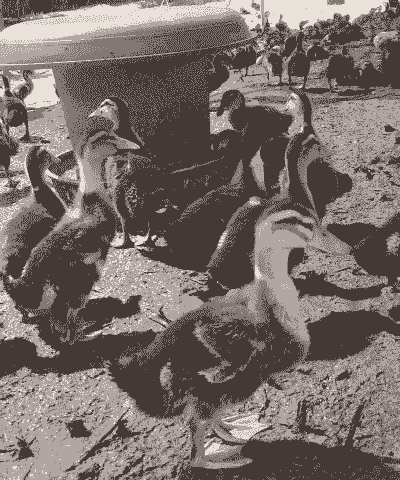 2斤鸭子怎么养殖