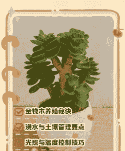冬天怎么养殖金钱木