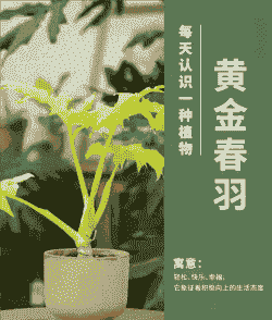 黄金春雨植物怎么养殖