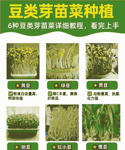 发芽的黄豆怎么养殖