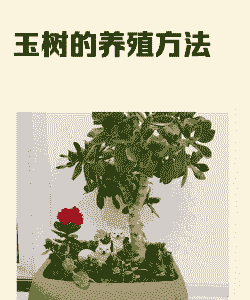 怎么养殖黄玉莲盆景
