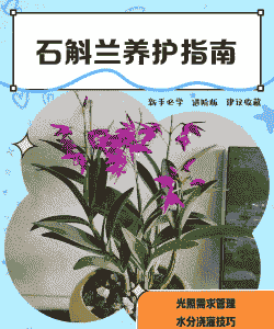 中国石斛兰怎么养殖